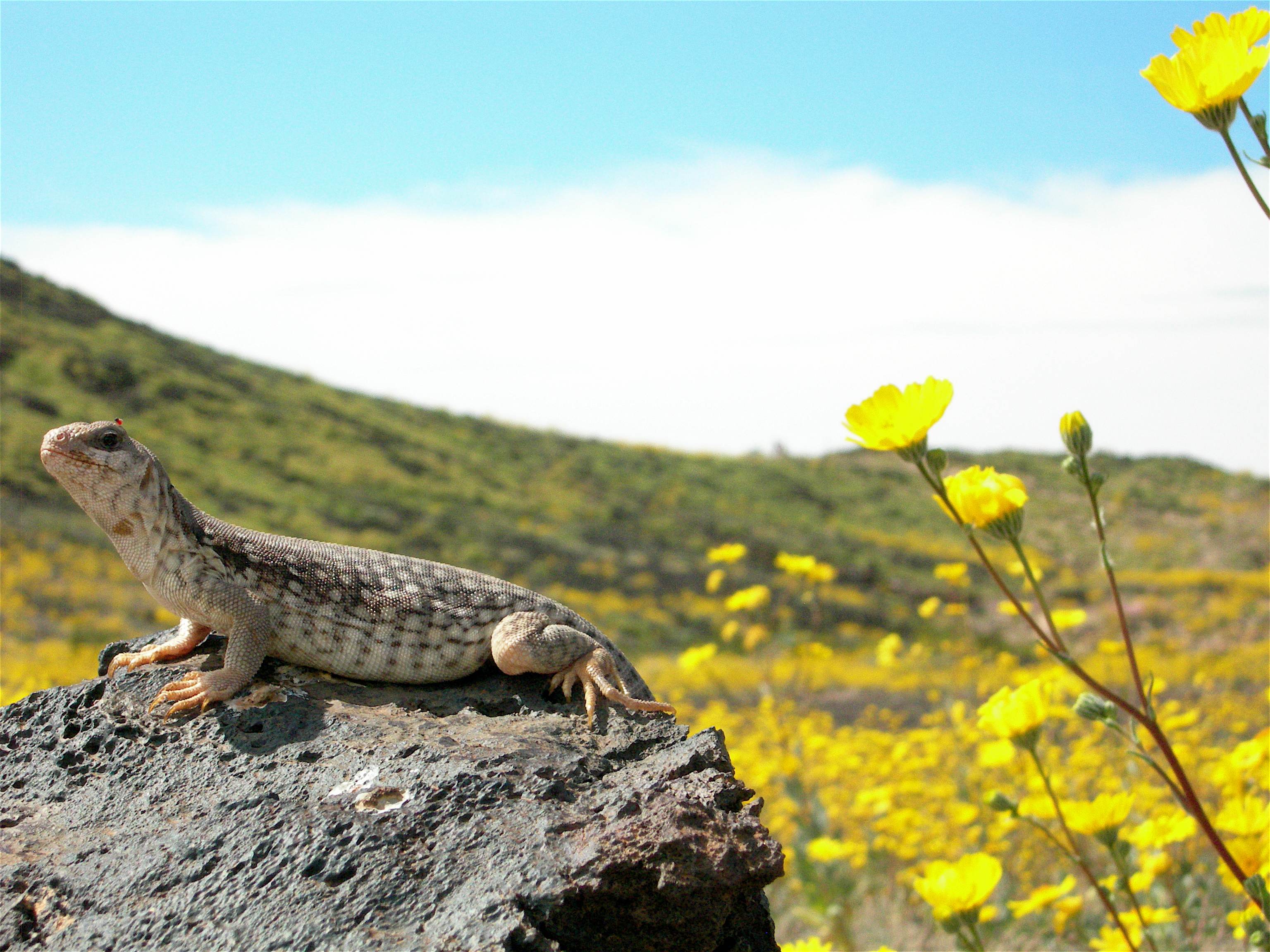 Iguana lizard.jpg